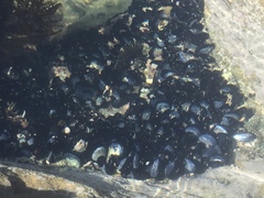 Mytilus californianus