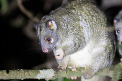 Pseudochirops archeri