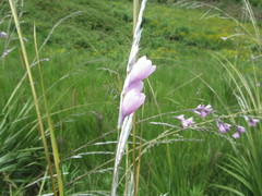 Dierama erectum