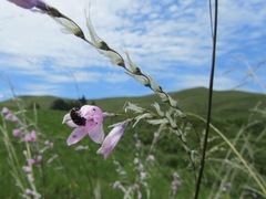 Dierama erectum