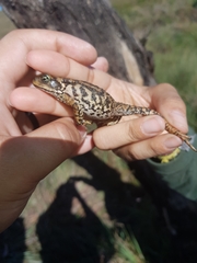 Rhinella rubescens