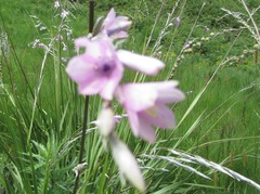 Dierama erectum