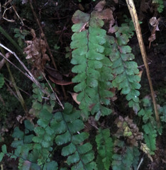 Adiantum diaphanum