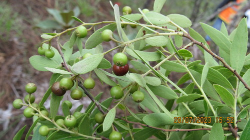 Image of Vaccinium stenophyllum by (c) Ulises Pinedo, some rights reserved (CC BY)