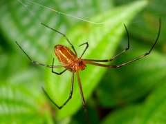 Leucauge granulata