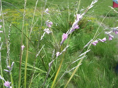 Dierama erectum
