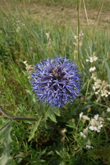Echinops davuricus, photograph Aleksei Baushev, CC BY, iNaturalist via GBIF