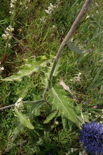 Echinops davuricus, photograph 3