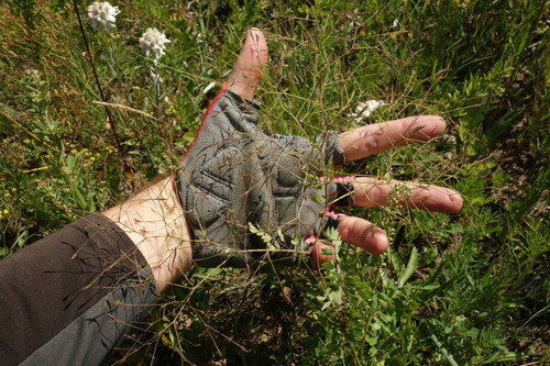 Thalictrum squarrosum, photograph 5