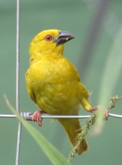 Ploceus subaureus subaureus