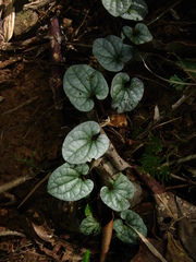 Geophila repens