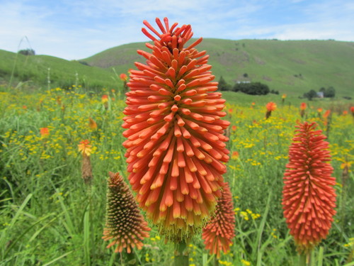 Kniphofia linearifolia