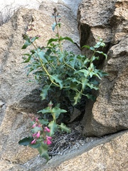 Penstemon clevelandii clevelandii