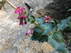 Penstemon clevelandii clevelandii