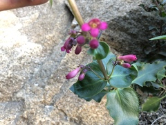Penstemon clevelandii clevelandii