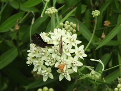 Milkweed (Funastrum clausum)