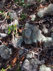 Cladonia evansii
