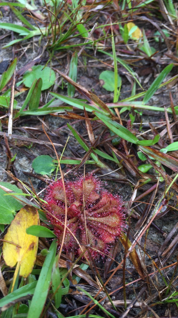Drosera brevifolia