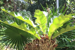Anthurium schlechtendalii