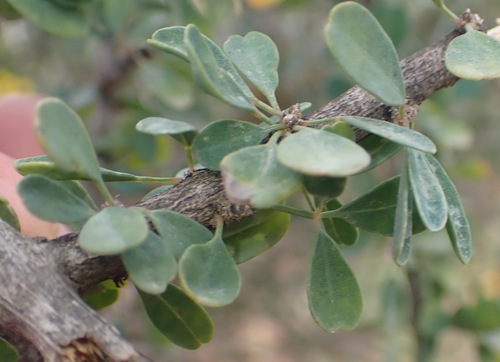 Image of Rhigozum obovatum by (c) Nicola van Berkel, some rights reserved (CC BY-SA)