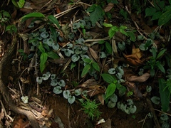 Geophila repens