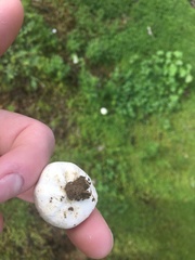 Lycoperdon dermoxanthum