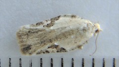 Acleris subnivana