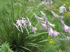 Dierama erectum
