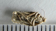 Acleris subnivana