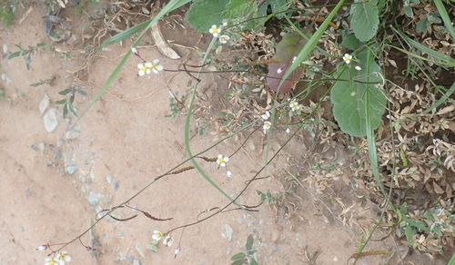 Image of Heliophila pendula by (c) Nicola van Berkel, some rights reserved (CC BY-SA)