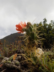 Corryocactus erectus