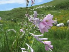 Dierama erectum