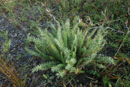 Image of Oxytropis myriophylla by (c) Aleksei Baushev, some rights reserved (CC BY)