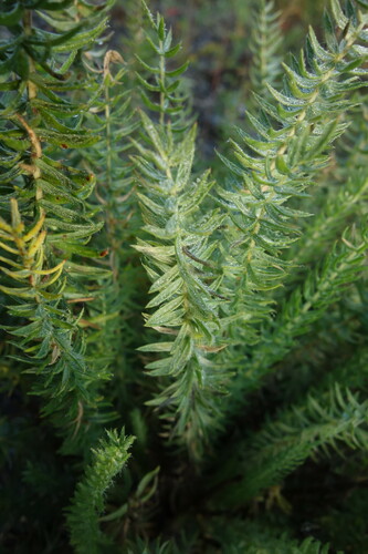 Image of Oxytropis myriophylla by (c) Aleksei Baushev, some rights reserved (CC BY)
