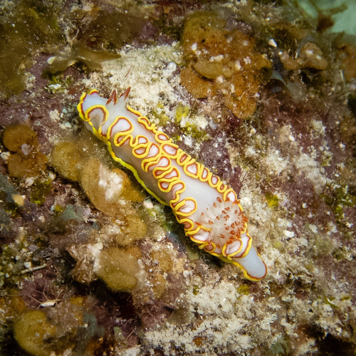 Chromolaichma hemera