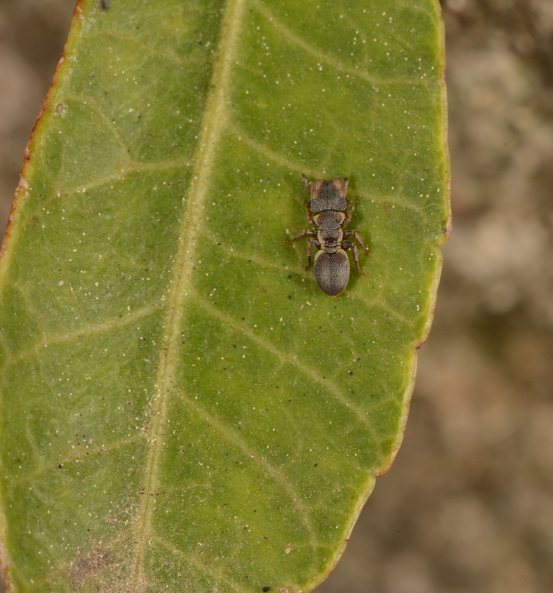 Cephalotes liepini