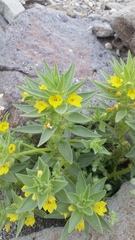 Mohavea breviflora
