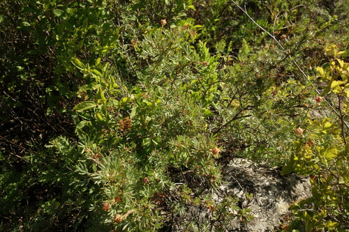 Image of Dasiphora parvifolia by (c) Aleksei Baushev, some rights reserved (CC BY)