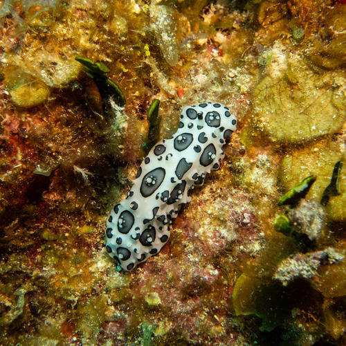 Ceratophyllidia papilligera