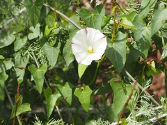 Calystegia occidentalis