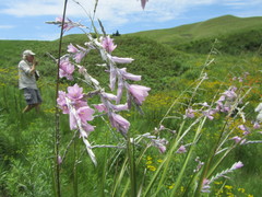 Dierama erectum