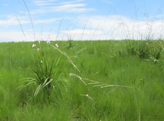 Dierama erectum