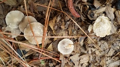 Psathyrella pennata