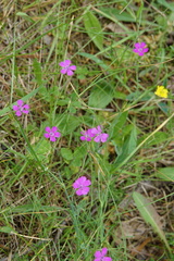 Dianthus campestris