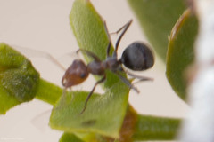 Endiodioctes