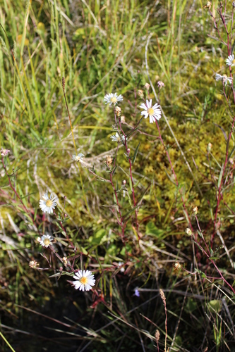 Image of Symphyotrichum nahanniense by (c) Rob Foster, some rights reserved (CC BY)