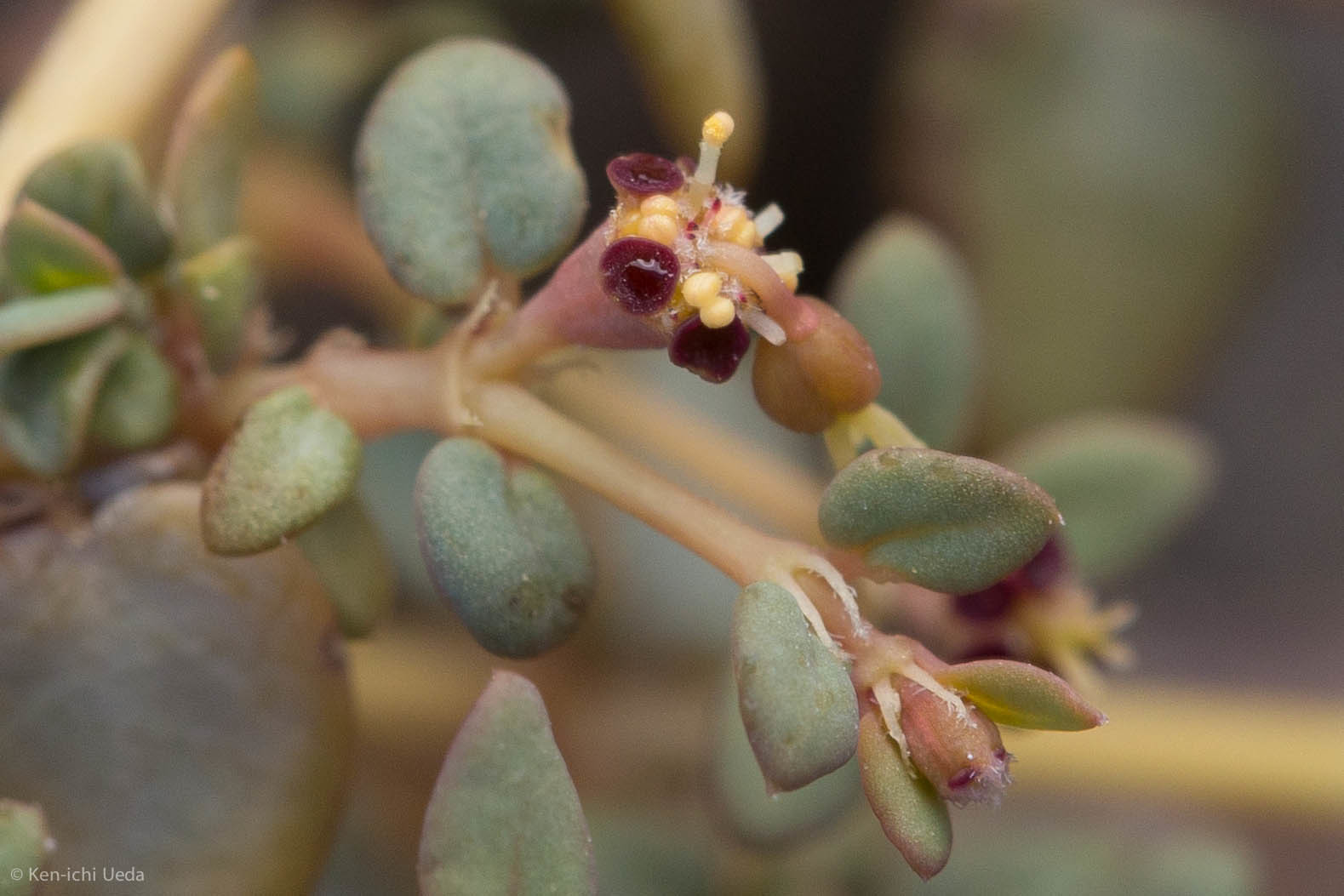 Euphorbia parishii