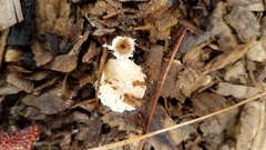 Psathyrella pennata
