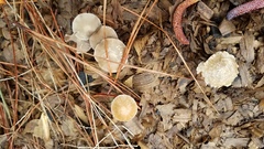 Psathyrella pennata