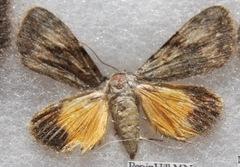 Catocala amica
